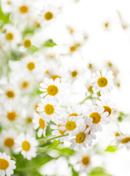 Close up of Chamomile Flowers © Anna Hoychuk