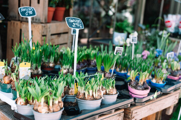 Narcissus bulbs at the florist store