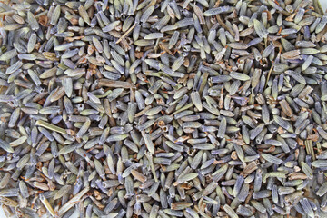 natural background texture of seeds  lavender flowers