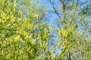 Blurred bright spring sunny background with blossoming yellow catkins trees, soft focus. Yellow-green leaves, buds and catkins of trees against the blue sky.