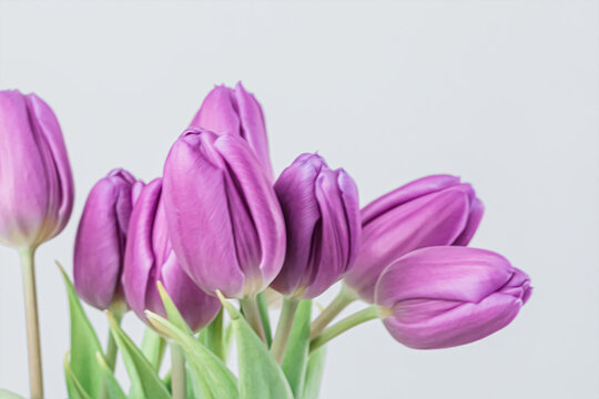 Close up image of purple tulips