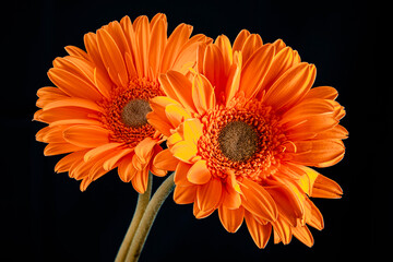 orange gerber daisy