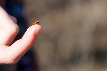 ladybug on a finger in the sunlight close-up