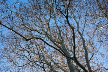 Lonely beautiful autumn tree. Autumn Landscape.