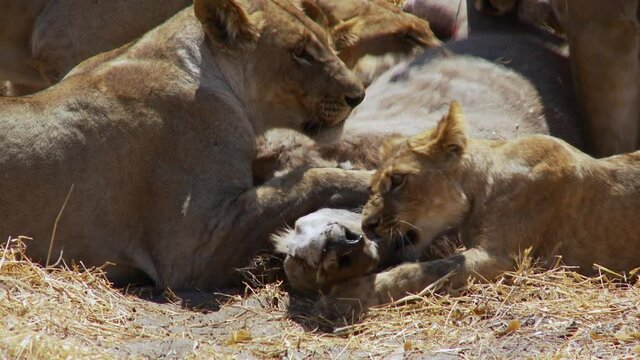 Medium closeup of a pride of lions pining down a kudu antelope, Botswana. 