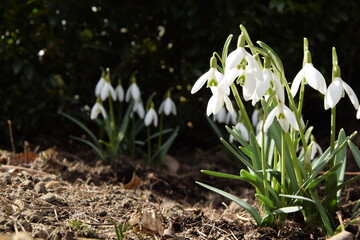 Snowdrops blooming in sunny spring day, blurred flowers in background, space for text