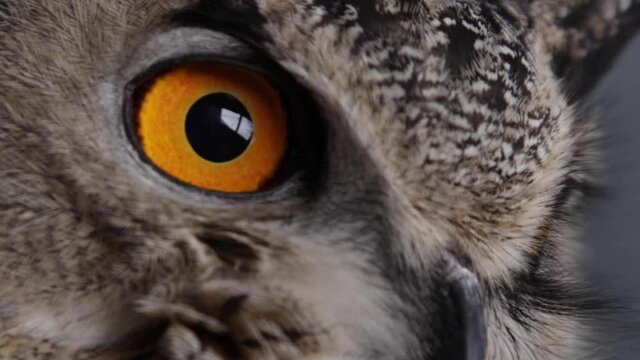 Eurasian Eagle Owl close up eyeballs blinking in slow motion
