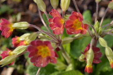 Primevère officinale, coucou