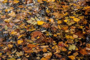 abstract like photo of colorful fallen autumn leaves on a pond 