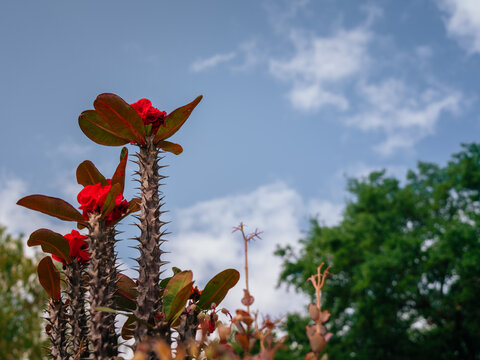 Red Flower Against Blue Sky