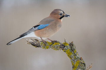 Jay in the spring with a tuft