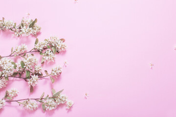 Fototapeta na wymiar white spring flowers on pink paper background