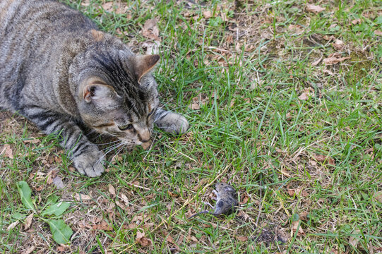 Grey tabby cat hunting a mouse and killing it in the garden
