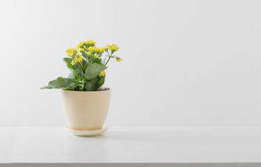 Fototapeta na wymiar yellow kalanchoe in flower pot on white background