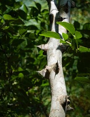 Trunk of beautiful plant Zanthoxylum americanum, prickly ash, toothache tree, yellow tree, strawberry or Sichuan pepper against blurred background. Selective focus. Evergreen landscaped garden.
