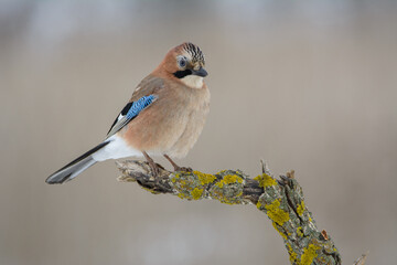 Jay in the spring with a tuft