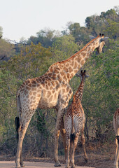 Naklejka na ściany i meble Adult and baby giraffe, South Africa 