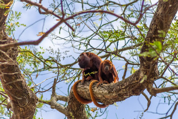 monkey on a tree in Venezuela