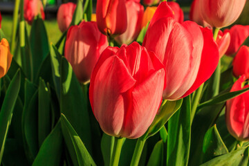 Several tulips in the morning. Closed flowers of the plants in spring in the sunshine. Structures of red petals in detail with green leaves. Plant genus in the lily family