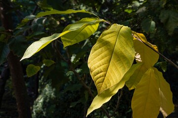 Yellow leaves of Asimina or triloba pawpaw on blurred background of evergreen plants. Selective focus. Close-up. Landscaped garden. Nature concept for any design background. Place for your text.