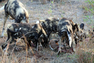 Pack of Wild Dogs feeding, South Africa
