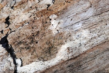 old wood texture