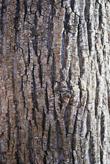 bark of a tree