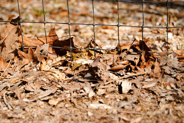 dead leaves on the ground