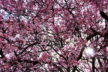 Colorful and relaxing garden with cherry blossom tree in Riopar, Albacete.