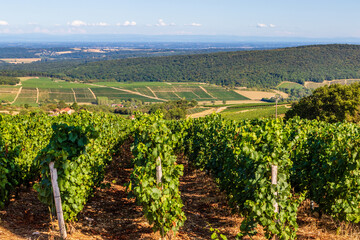 Landscape with vines in the rolling hills near Macon in France, Europe