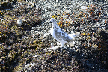 Alberta, Canada white bird among the rocks of Calgary
