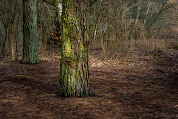Fototapeta premium A forest glade an early spring day. Picture from Lund, southern Sweden