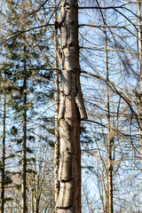 Fototapeta premium Wenn der Wald stirbt