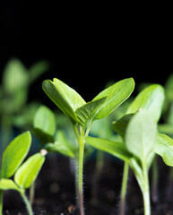 Cherry Tomato Transplant Side View