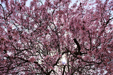 Colorful and relaxing garden with cherry blossom tree in Riopar, Albacete.