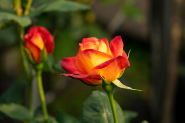 yellow rose in the garden