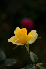 yellow rose flower