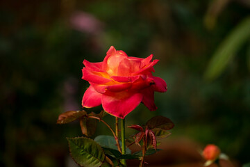 red rose in garden