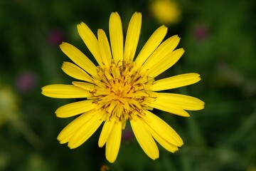 Marguerite