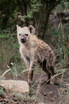 A spotted hyena in a national park
