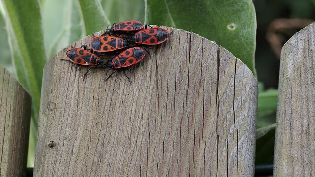 Pyrrhocoris apterus | Vid&eacute;o groupe d'insectes, gendarmes, punaise rouge ou pyrrhocores accoupl&eacute;s