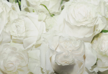Obraz na płótnie Canvas Snow-white buds of white roses close-up, festive romantic floral background