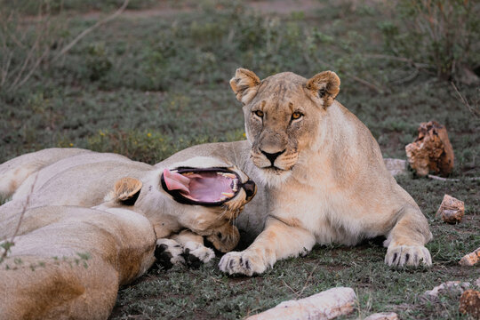 A pride of lions relaxing in a national park