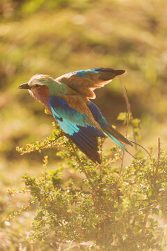 Lilac Breasted Roller in Kenyan Masai Mara Serengheti
