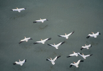 Flying pelicans