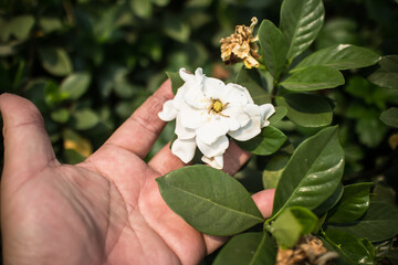 Gardenia jasminoides flower