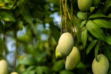 A bunch of mango with blur leaf background..Young mango.