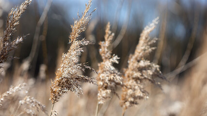 Reeds. Dry grass on a background of the sky and plants in selective focus, background.