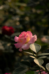 pink rose in the garden