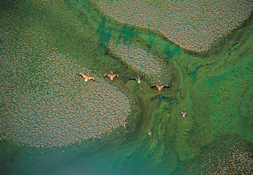 Fototapeta Flamingos wade in the water or fly over abstract formations of a delta.